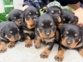 Ротвайлер , снимка 2