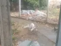 продавам 4  бели сиамски котенца, снимка 1