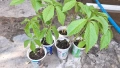 Продавам растения Дива лоза (Parthenocissus quinquefolia), снимка 1