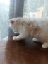 Персийски котета, снимка 4