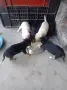 Класически пинчери 5 броя, снимка 1
