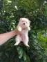 Бели Померани.Реални снимки !, снимка 9
