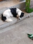 Продавам малки кученца , снимка 4