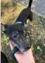 Подарявам Блеки 🥰, снимка 1