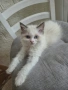 Ragdoll Cats / Регдол Котенца , снимка 10