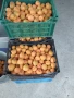 Продавам кайсии за компот , снимка 1