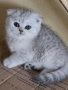 Сребърна чинчила , снимка 5