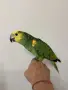 Ръчно хранена Синьочела Амазона, снимка 5