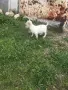малки пинчерчета, снимка 2