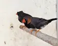 Продавам две двойки , снимка 2