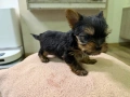 Мини Йоркширски териер (Мини Йорки), снимка 2