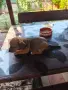 Малки кученца Джак Ръсел, снимка 4