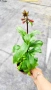 Лобелия Скарлет, Lobelia speciosa Starship Scarlet, студоустойчива и многогодишна, снимка 8