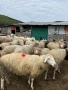 Ovce, снимка 4