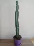 Кактуси Cereus ., снимка 3