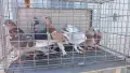 Продавам гълъби Мардини-Турски млади , снимка 5