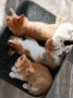 Подарява малки котенца на месец и половина, снимка 1