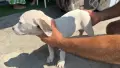 Дого Аржентино !, снимка 4