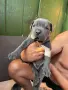 Продавам кучета Кане корсо, снимка 4