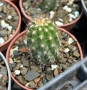 Кактус Chamaecereus hyb cv. Inca Sunset, снимка 2