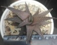 Хавортия теселата (Haworthia tessellata), сукулентно растение, снимка 3