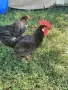 Петли Петел Черен Легхорн Leghorn, снимка 2