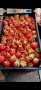 Продавам разсад ягоди , снимка 7
