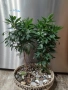 Дизиготека - Dizygotheca elegantissima, снимка 2