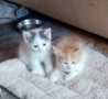 Подарявам котенца!, снимка 2