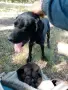 Свободни 2 мъжки 1 женска мелези от кокер и хурцхар мелез на 38 дена са от перфектни работещи родит, снимка 6