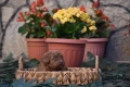Той пудел Toy poodle, снимка 15