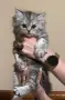 Персрсийска чинчила, снимка 1