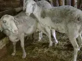 овце коч агнетаа, снимка 2