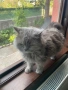 Подарявам британска котка, снимка 4
