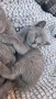 Британска късокосместа котка , снимка 4