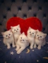 Британски котенца , снимка 2