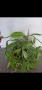 Орхидея ванилия, Vanilla Planifolia , снимка 3