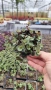 Кализия, Callisia Repens Care, снимка 10