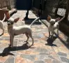Продавам бяло чихуахуа, снимка 5