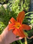 🧡🌿🧡 Хемерокалис (Hemerocallis) , снимка 3