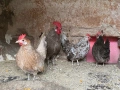Джинки , снимка 5