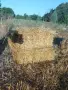 малки бали овес, снимка 2