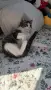 Добри котета,търсят дом.София, снимка 2
