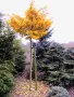 Ginkgo biloba (Гинко билоба), снимка 4