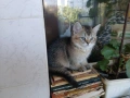 британска късокосместа чинчила маика и баща оргинални 200 евро, снимка 1