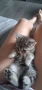 Британски Котки, снимка 6
