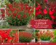 Салвия (Salvia greggii) 'Lipstick', снимка 1