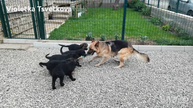 🐶 Продавам прекрасни кученца! 🐶  Търсят своя нов, любящ дом! ❤️  Малки, здрави, игриви, снимка 7 - Немска овчарка - 55397941
