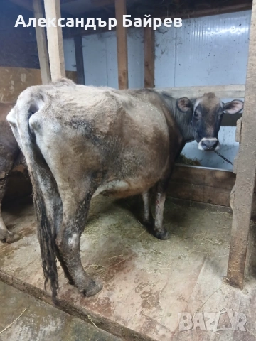 Крави жарсета