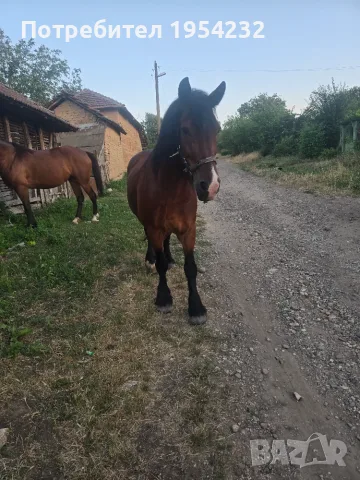 Продава се ! Много кротък 